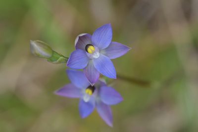 Thelymitra pauciflora, photographed by Christopher Stephens
