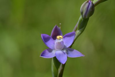 Thelymitra pauciflora, photographed by Christopher Stephens