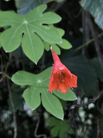 Tropaeolum smithii, photographed by Nicolás Baresch Uribe