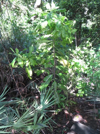 Alstonia macrophylla, photographed by Ben Machado