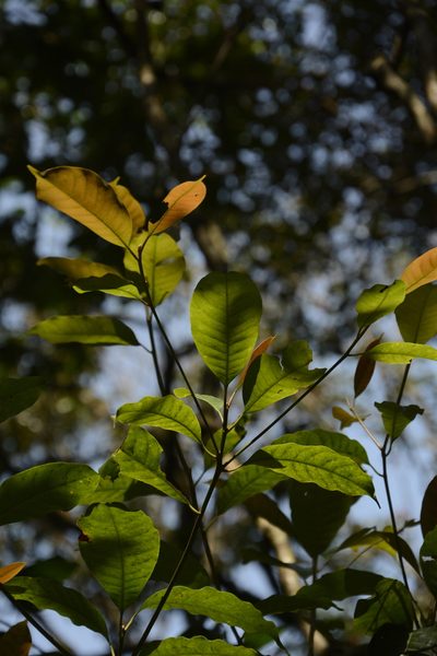 Palaquium ellipticum, photographed by Siddarth Machado