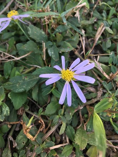 Aster indicus, photographed by chen ying-hsiao