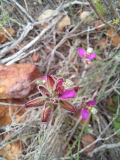 Polygala pubiflora, photographed by kevin koen