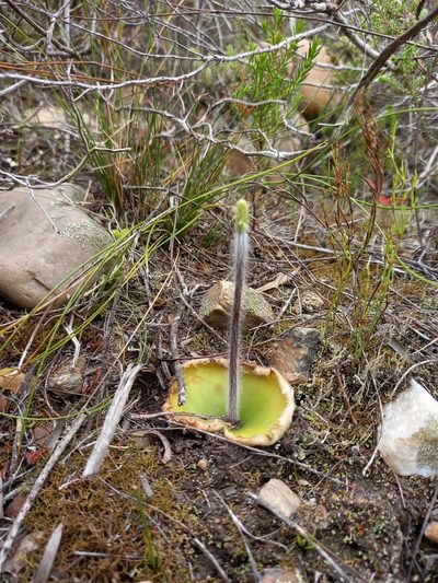 Holothrix pilosa, photographed by kevin koen