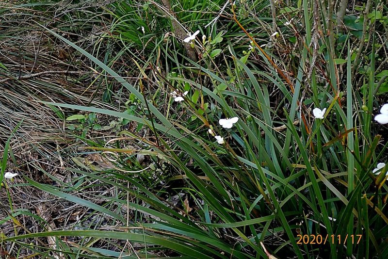 Libertia mooreae, photographed by Duncan Cunningham