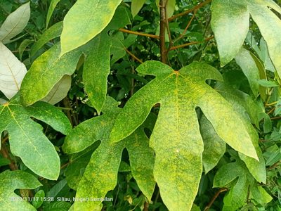 Ficus grossularioides, photographed by Ong Jyh Seng
