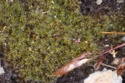Campylopus pilifer, photographed by Tony Rebelo