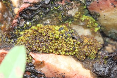 Tortula atrovirens, photographed by Tony Rebelo
