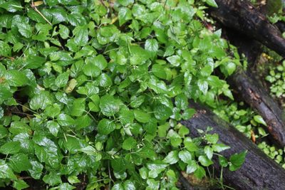 Cardamine africana, photographed by Tony Rebelo