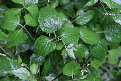 Cardamine africana, photographed by Tony Rebelo