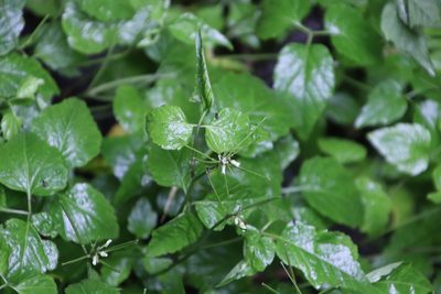 Cardamine africana, photographed by Tony Rebelo