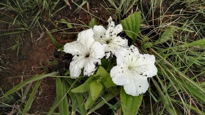 Cycnium adonense, photographed by Marianne Le Roux