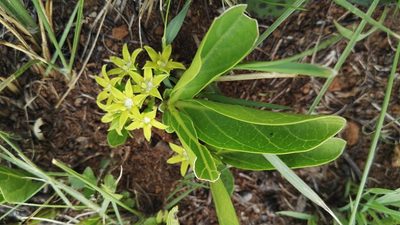 Bridsonia chamaedendrum, photographed by Marianne Le Roux