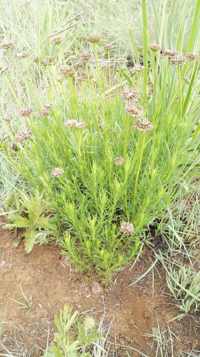 Euryops laxus, photographed by Marianne Le Roux