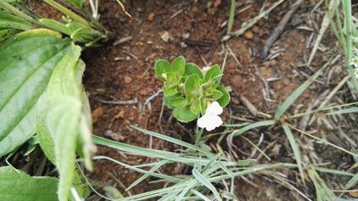 Dyschoriste setigera, photographed by Marianne Le Roux