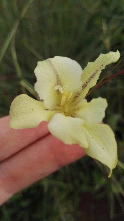 Gladiolus longicollis, photographed by Marianne Le Roux