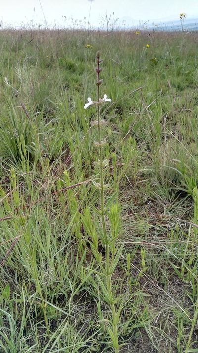 Stachys nigricans, photographed by Marianne Le Roux