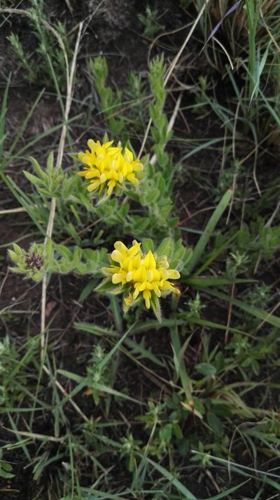 Leobordea foliosa, photographed by Marianne Le Roux