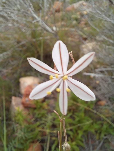 Trachyandra affinis, photographed by kevin koen