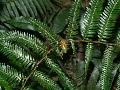 Diplopterygium laevissimum, photographed by Jacy Chen