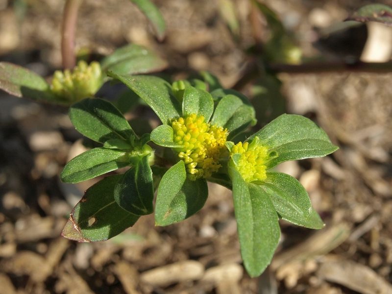 Flaveria trinervia, photographed by Jim Morefield