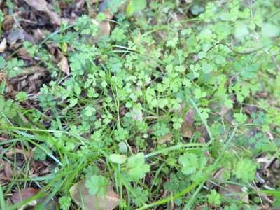 Chaerophyllum ramosum, photographed by Alice Shanks