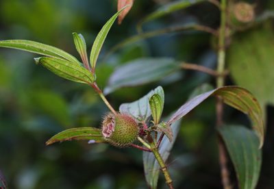 Melastoma sanguineum, photographed by portioid