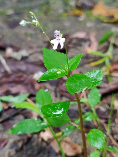 Impatiens goughii, photographed by T R Shankar Raman