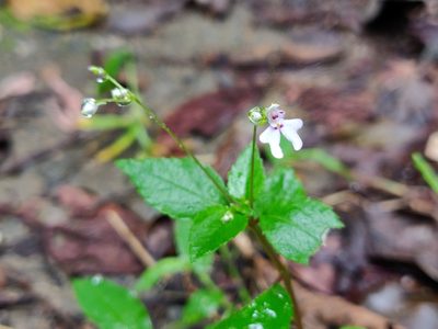 Impatiens goughii, photographed by T R Shankar Raman