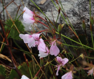 Pelargonium elegans, photographed by Tony Rebelo