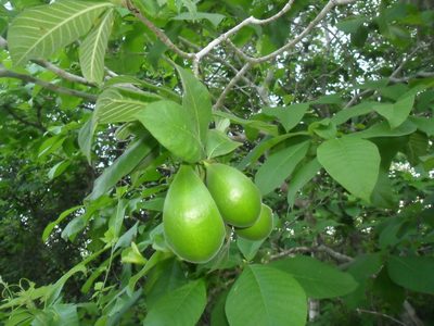 Tabernaemontana glabra, photographed by Tereso Hernández Morales