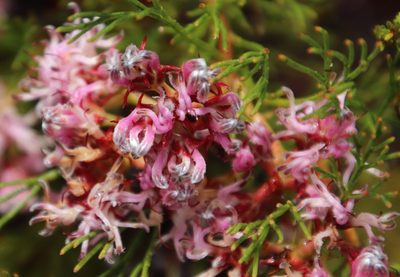 Serruria rubricaulis, photographed by Tony Rebelo