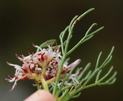 Serruria rubricaulis, photographed by Tony Rebelo
