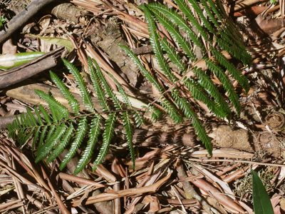 Diplopterygium laevissimum, photographed by Jacy Chen