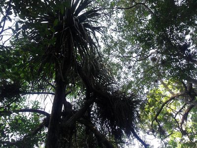 Beaucarnea recurvata, photographed by Tereso Hernández Morales