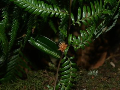 Diplopterygium laevissimum, photographed by Jacy Chen