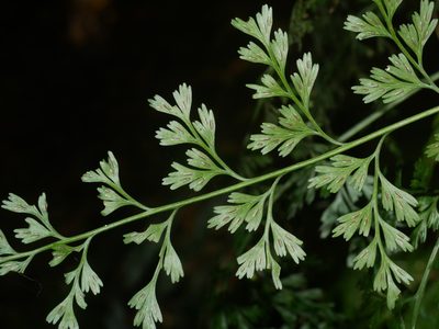 Asplenium wilfordii, photographed by Jacy Chen