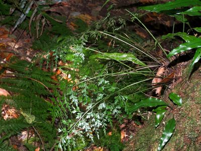 Asplenium wilfordii, photographed by Jacy Chen