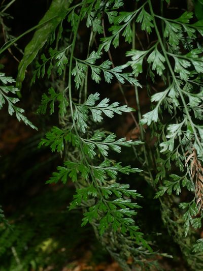 Asplenium wilfordii, photographed by Jacy Chen