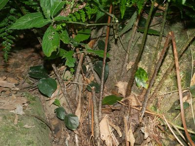 Arachniodes festina, photographed by Jacy Chen
