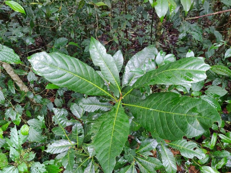 Agrostistachys indica, photographed by T R Shankar Raman
