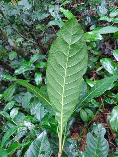 Agrostistachys indica, photographed by T R Shankar Raman