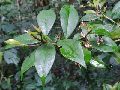 Ardisia rhomboidea, photographed by T R Shankar Raman