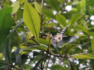 Ardisia rhomboidea, photographed by T R Shankar Raman