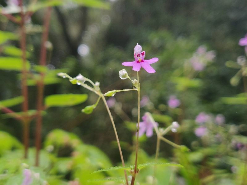 Impatiens goughii, photographed by T R Shankar Raman