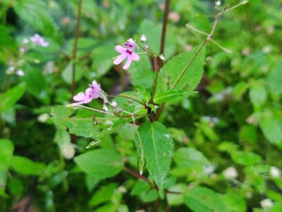 Impatiens goughii, photographed by T R Shankar Raman