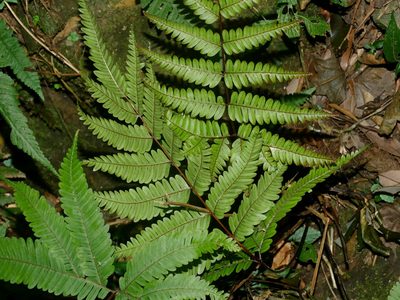 Pteris setulosocostulata, photographed by Jacy Chen