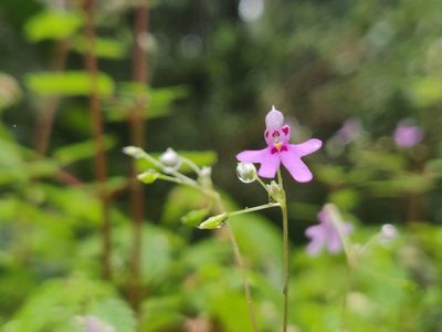 Impatiens goughii, photographed by T R Shankar Raman