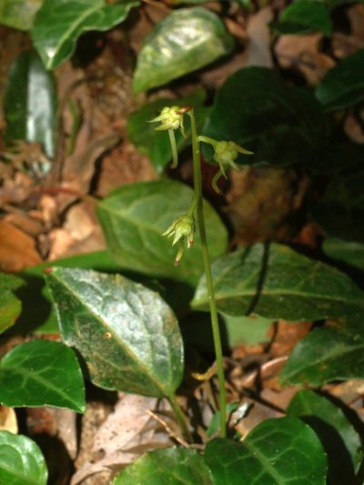 Pyrola alboreticulata, photographed by Jacy Chen