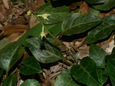 Pyrola alboreticulata, photographed by Jacy Chen